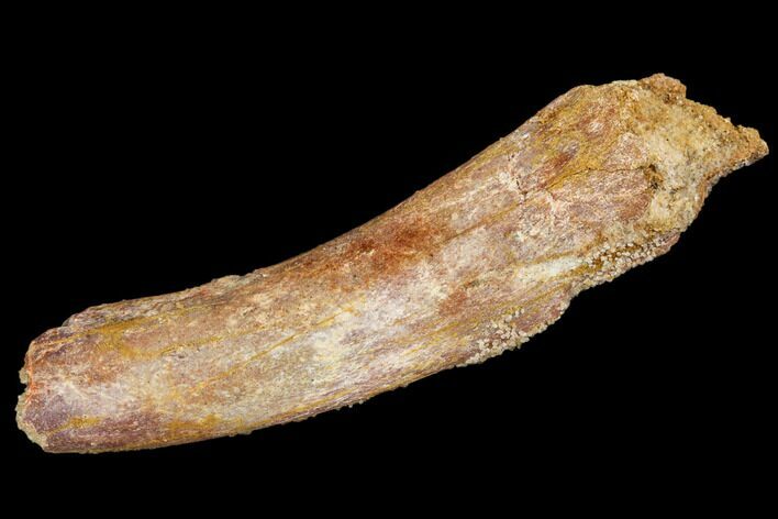 Fossil Dinosaur Rib Bone Section - Morocco #110156